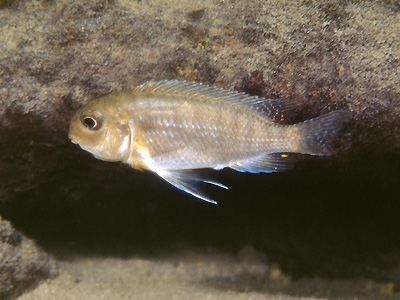Tropheops macrophthalmus 'Chitande Island'